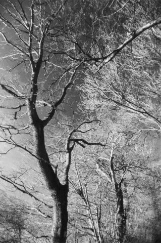 Branchages pointant vers un ciel obscur